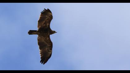 Küçük orman kartalı