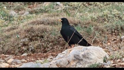 Sarıgagalı dağ kargası
