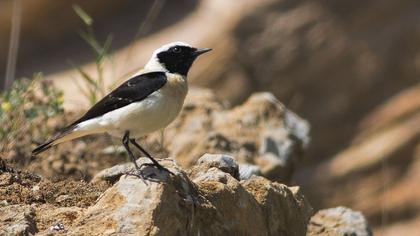 Karakulaklı kuyrukkakan