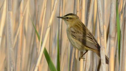 Kındıra kamışçını