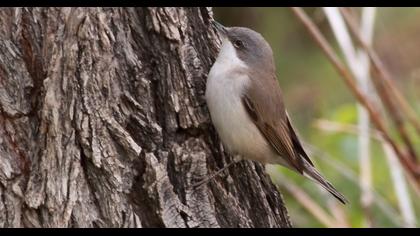 Küçük akgerdanlı ötleğen