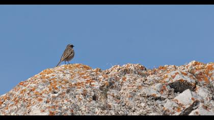 Sürmeli dağbülbülü