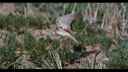 Küçük boğmaklı toygar