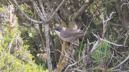 Küçük akgerdanlı ötleğen