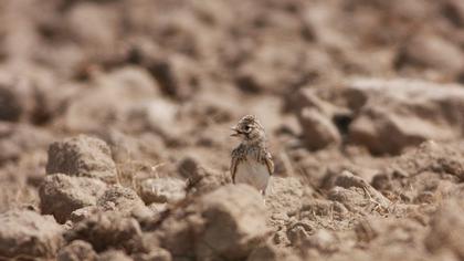 Türkistan çorak toygarı