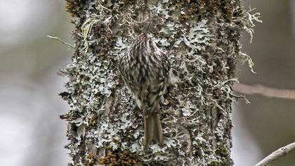 Bahçe tırmaşıkkuşu