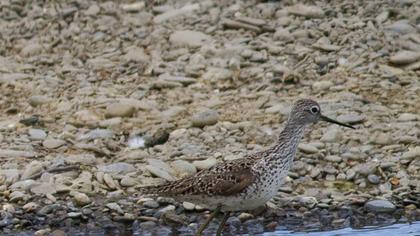 Bataklık düdükçünü