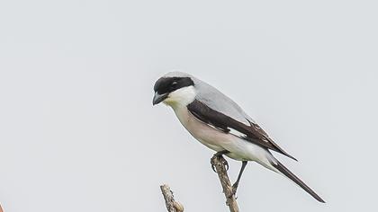 Karaalınlı örümcekkuşu