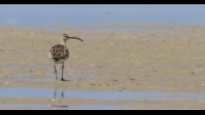 Sürmeli kervançulluğu