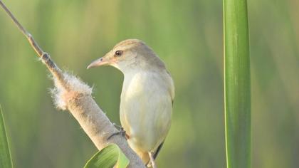 Büyük kamışçın