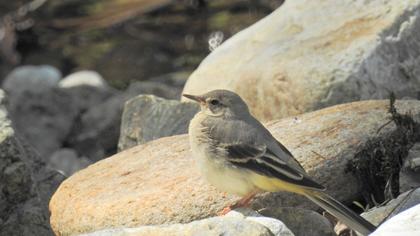 Dağ kuyruksallayanı