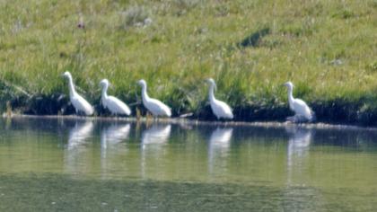 Küçük ak balıkçıl