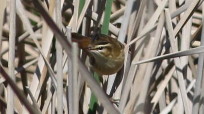 Kındıra kamışçını