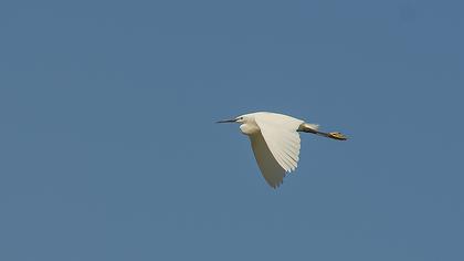 Küçük ak balıkçıl