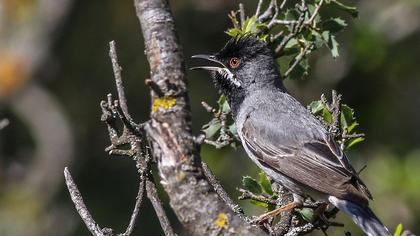 Karaboğazlı ötleğen