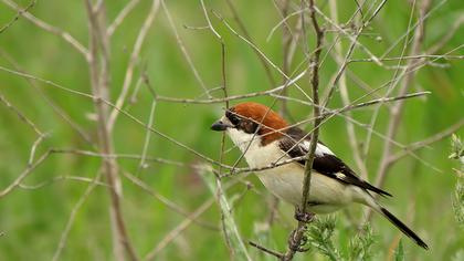 Kızılbaşlı örümcekkuşu
