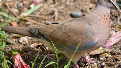 Laughing Dove
