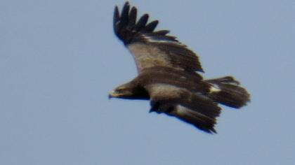 Küçük orman kartalı