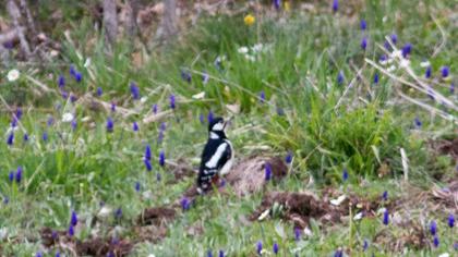 Orman alaca ağaçkakanı