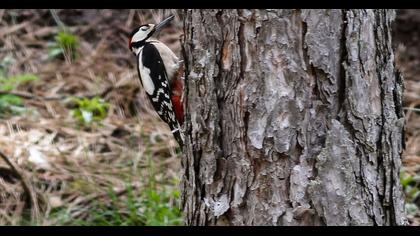 Orman alaca ağaçkakanı
