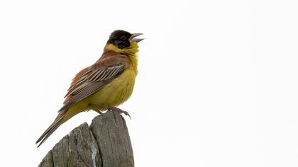 Karabaşlı kirazkuşu