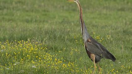 Erguvani balıkçıl