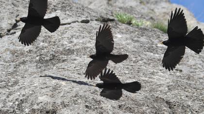 Sarıgagalı dağ kargası