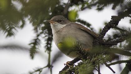 Akgerdanlı ötleğen