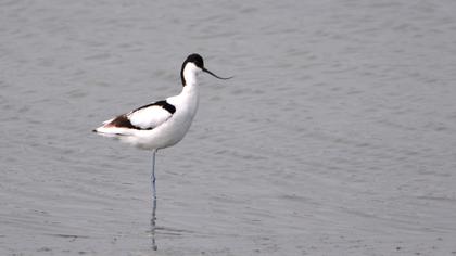Pied Avocet