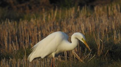 Büyük ak balıkçıl