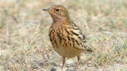 Kızılgerdanlı incirkuşu