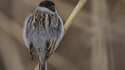 Bataklık Kirazkuşu