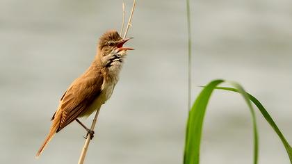 Büyük kamışçın