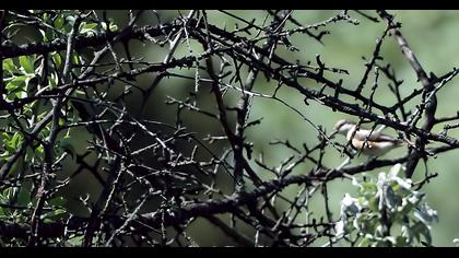 Maskeli örümcekkuşu