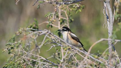 Maskeli örümcekkuşu