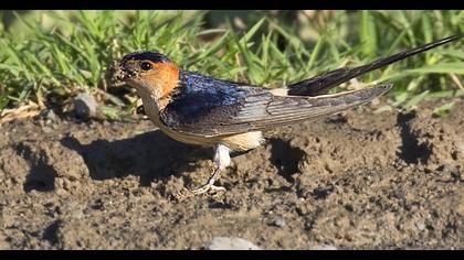 Kızıl kırlangıç