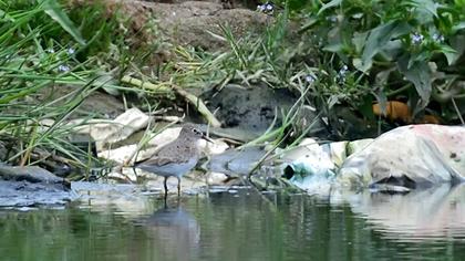 Sarıbacaklı kumkuşu