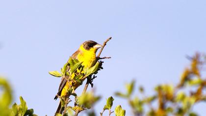 Karabaşlı kirazkuşu