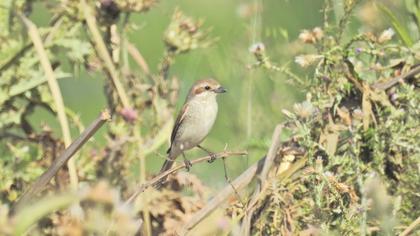 Kızılsırtlı örümcekkuşu