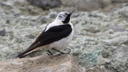 Karakulaklı kuyrukkakan