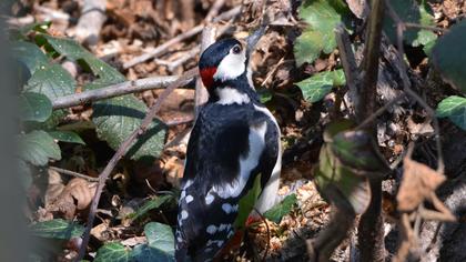 Orman alaca ağaçkakanı