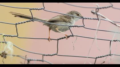 Dikkuyruklu ötleğen