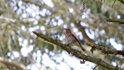 Song Thrush