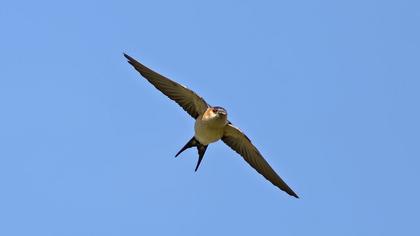 Kızıl kırlangıç