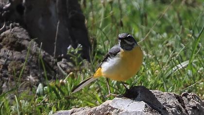 Dağ kuyruksallayanı