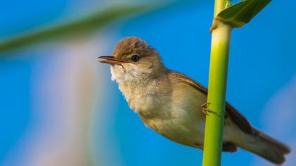 Çalı kamışçını