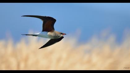 Bataklıkkırlangıcı