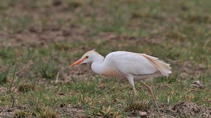 Sığır balıkçılı