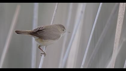 Bataklık kamışçını