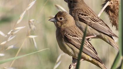 Karabaşlı kirazkuşu